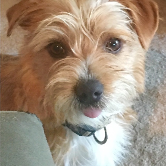 Meet your Posher, Elizabeth - Picture 1 of 1